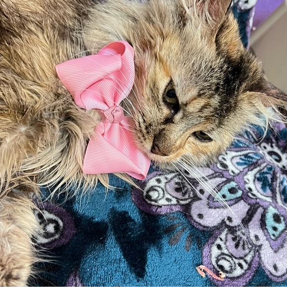 Meet your Posher, Neftali - Picture 2 of 6